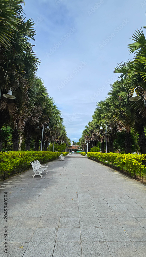 Obraz premium Symmetrical tree-lined walkway in a public park, serene path with white benches and palm trees