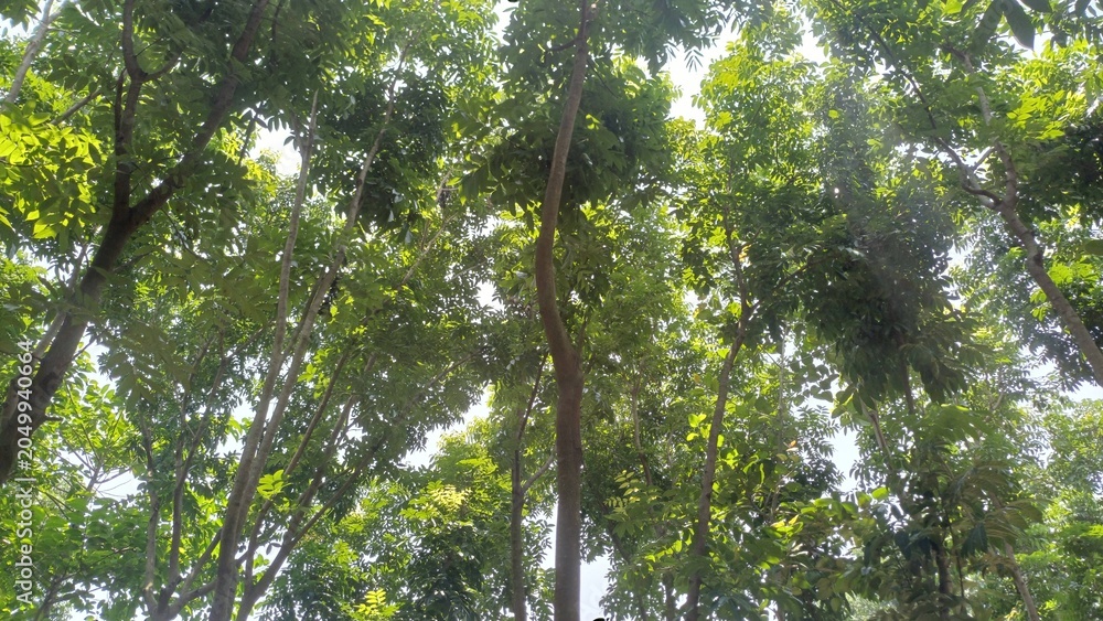 Fototapeta premium Pixelated forest canopy with sun shining through leaves