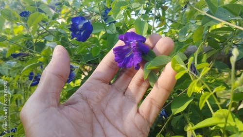 Foto Purple butterfly pea flower gently held by hand against a background of lush green foliage