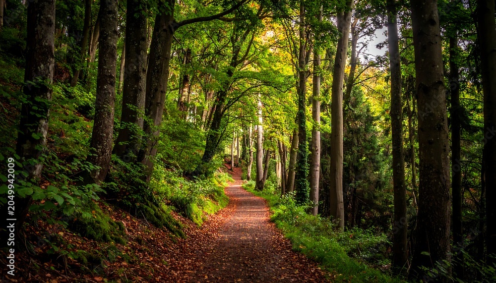 Fototapeta premium Forest Path in Autumn.