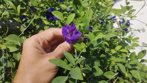 Foto Close-up of a hand touching a butterfly pea flower growing on a healthy green vine