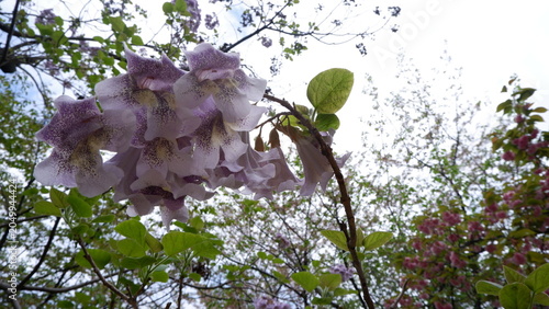 Light purple cherry blossom flowers blooming on tree branches in spring season. Delicate sakura petals with fresh green leaves, floral close-up photography, botanical background, and nature concept.
