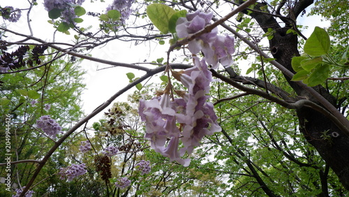 Light purple cherry blossom flowers blooming on tree branches in spring season. Delicate sakura petals with fresh green leaves, floral close-up photography, botanical background, and nature concept.
