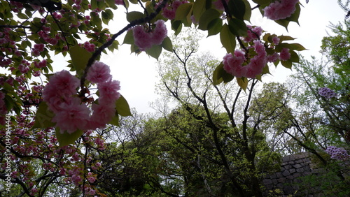 Light purple cherry blossom flowers blooming on tree branches in spring season. Delicate sakura petals with fresh green leaves, floral close-up photography, botanical background, and nature concept.
