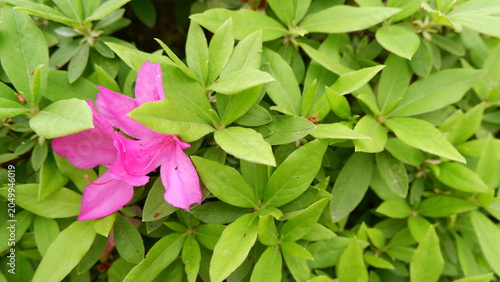 Azalea flowers blooming among lush green foliage in garden. Delicate spring blossoms, vibrant floral scenery, ornamental shrub, botanical photography, and fresh nature background concept.
