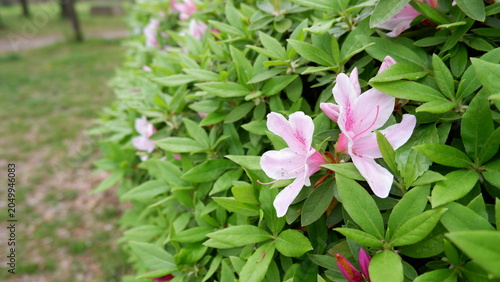 Azalea flowers blooming among lush green foliage in garden. Delicate spring blossoms, vibrant floral scenery, ornamental shrub, botanical photography, and fresh nature background concept.
