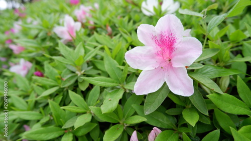 Azalea flowers blooming among lush green foliage in garden. Delicate spring blossoms, vibrant floral scenery, ornamental shrub, botanical photography, and fresh nature background concept.

