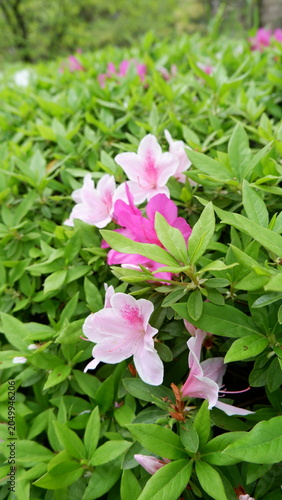 Azalea flowers blooming among lush green foliage in garden. Delicate spring blossoms, vibrant floral scenery, ornamental shrub, botanical photography, and fresh nature background concept.
