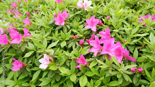 Azalea flowers blooming among lush green foliage in garden. Delicate spring blossoms, vibrant floral scenery, ornamental shrub, botanical photography, and fresh nature background concept.
