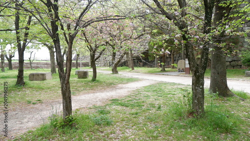 Tree-lined park pathway surrounded by blooming spring foliage. Peaceful green landscape, natural walking trail, outdoor recreation area, tranquil garden scenery, and nature photography concept.
