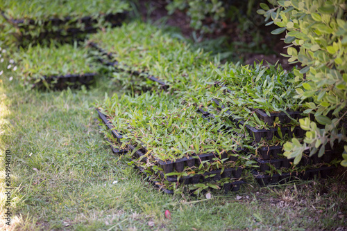 Detalhe de tabuleiros de relva brasileira para plantação de novo jardim.