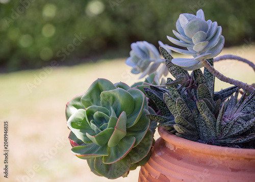 detalhe de plantas suculentas com varias qualidades.