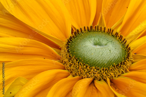 Foto An extreme macro close-up of a vibrant black-eyed Susan coneflower, showcasing t