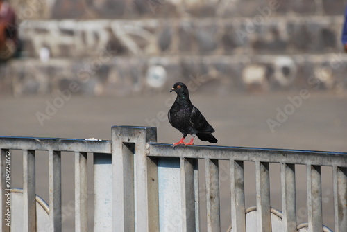 Pigeon perched on metal railing in urban park setting. City bird wildlife photography with blurred background, avian portrait, outdoor nature scene, and urban animal behavior concept.
