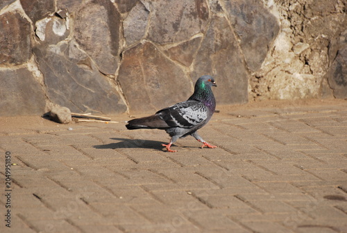 Pigeons standing on paved urban surface in daylight. City birds gathering outdoors, wildlife behavior photography, urban nature scene, public space environment, and animal life concept.
