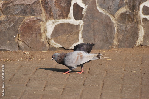 Pigeons standing on paved urban surface in daylight. City birds gathering outdoors, wildlife behavior photography, urban nature scene, public space environment, and animal life concept.
