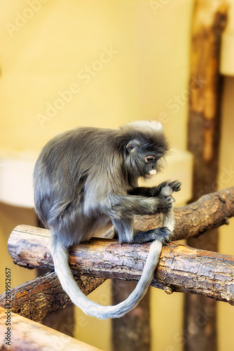 Fotografija Ein Brillenlangur (Trachypithecus obscurus) sitzt  auf Baumstämmen und putzt und