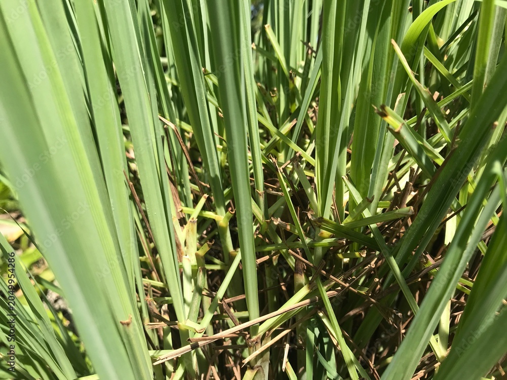 Obraz premium close up of green grass