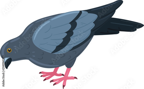 Fotografija Pigeon lowering its head and body, appearing to search for nourishment