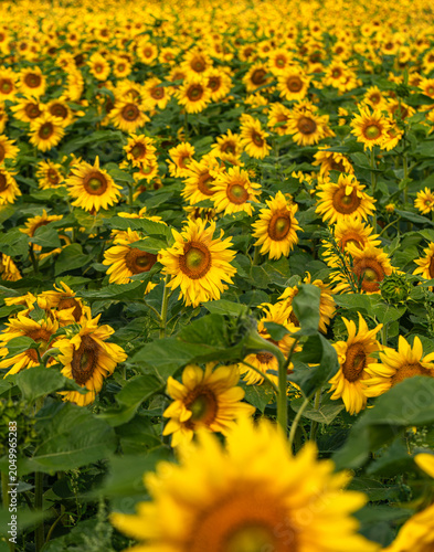Field of Sunflowers