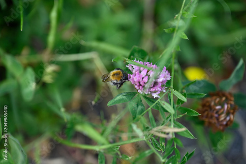 Bumblebee on violet flower. Single bumblebee on clover flower. Bombus insect collecting pollen on Trifolium flower.