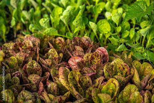Lettuces growing at a farm in northern California