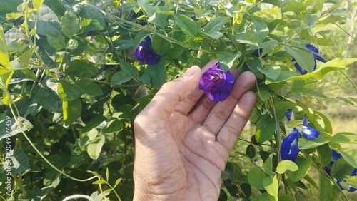 Foto Human hand gently holding a purple butterfly pea flower among lush green foliage