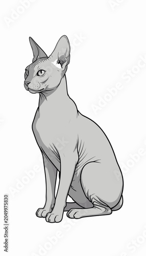 Sphinx Cat Sitting Gracefully on Plain White Background
