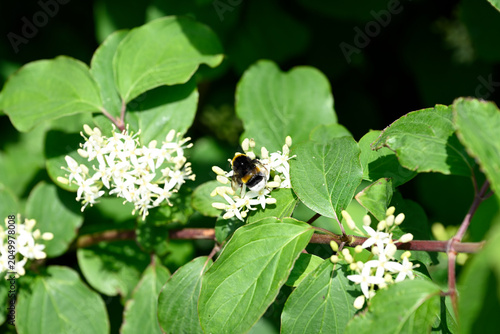 Bumblebee on white flower. Single bumblebee on white flower. Bombus insect collecting pollen on Cornus flower.