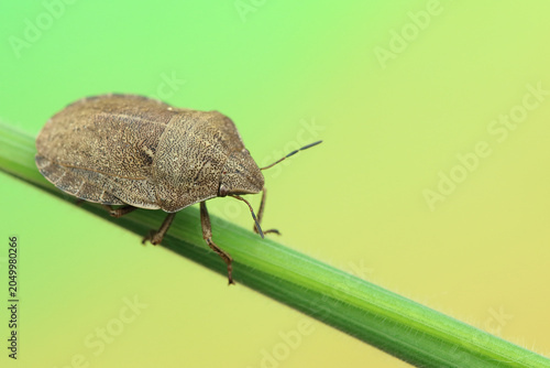 Eurygaster maura insect on a stick