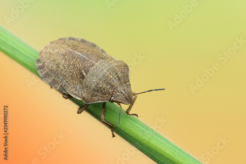 Eurygaster maura insect on a stick