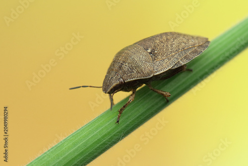 Eurygaster maura insect on a stick and a colored background
