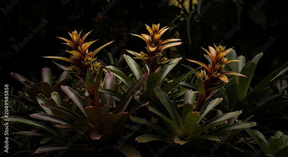Fototapeta premium Three vibrant guzmania bromeliad plants in a dark tropical garden