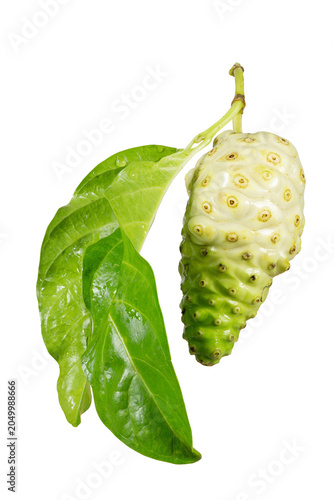Single fresh noni fruit with vibrant green leaves isolated on white background showcasing tropical botanical wellness ingredient