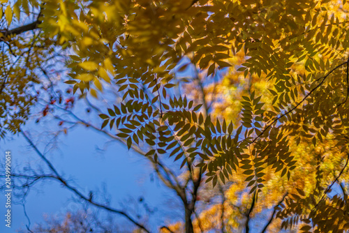 Valokuva Yellow pinnate compound leaves against a blue sky with beautiful bubble bokeh at