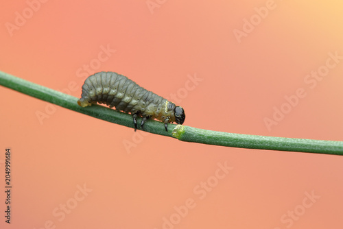 asparagus beetle larva insect on a stick