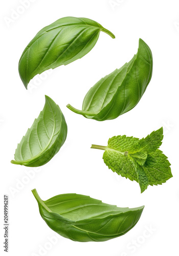 Fresh Green Basil and Mint Leaves Isolated on Transparent Background Offering Culinary Versatility