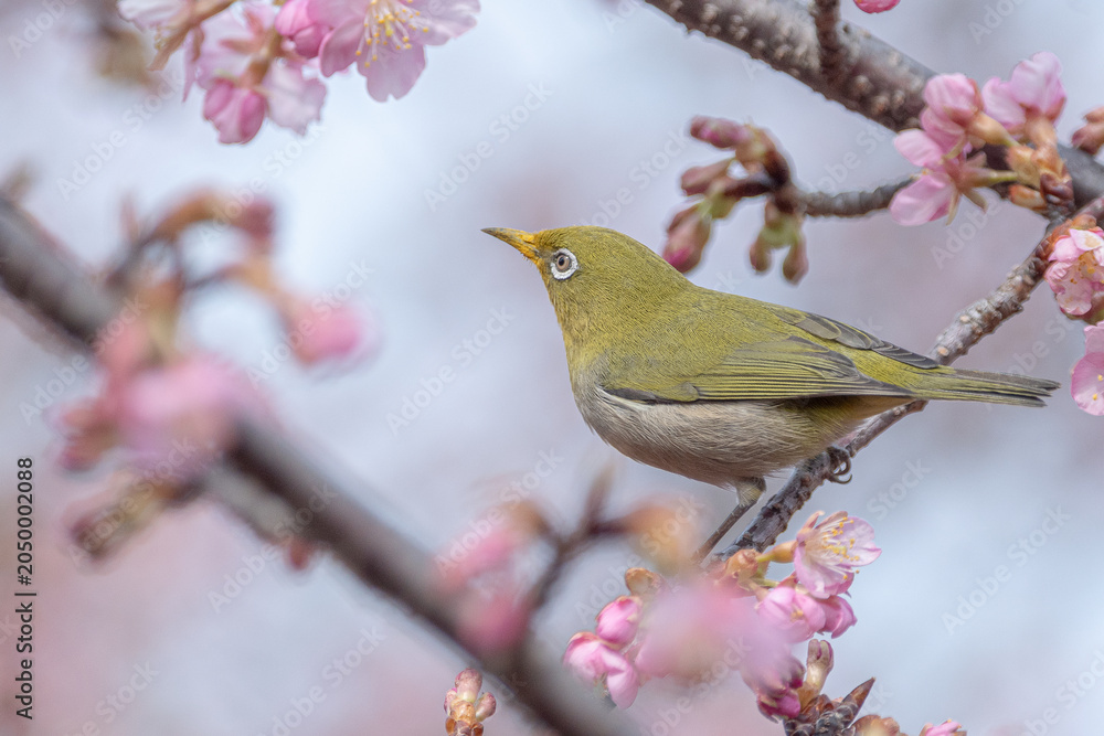 Fototapeta premium Spring has come
