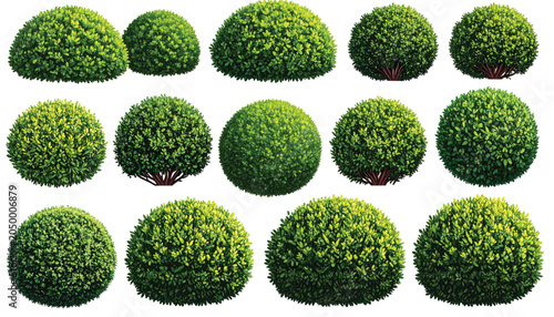 Green spherical bush topiary plants.