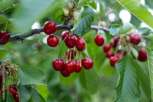 Ripe red cherries hanging from a tree branch with green leaves