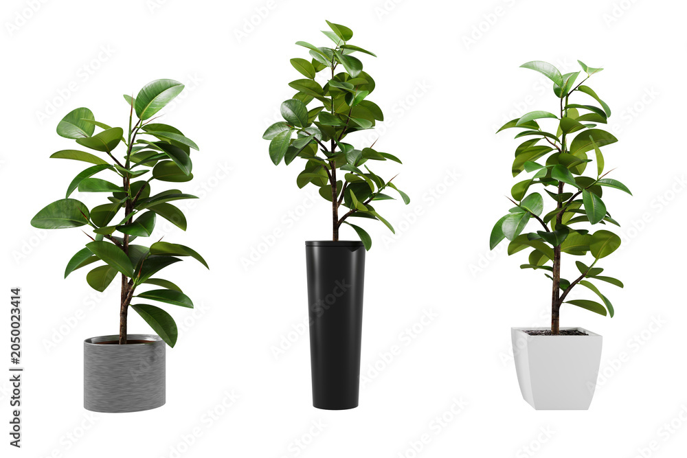 Fototapeta premium Three rubber plants green leaves gray black white pots indoor house decor.