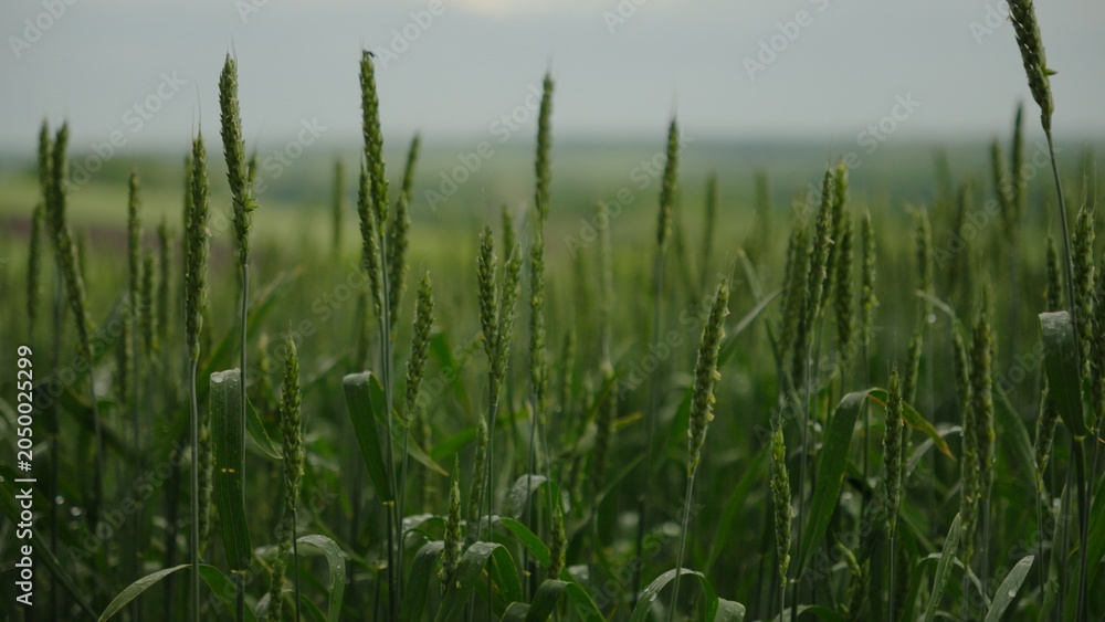 Obraz premium Green wheat ears as a symbol of fragile food security amidst global instability