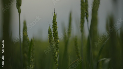 Green wheat ears as a symbol of fragile food security amidst global instability