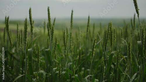 Green wheat ears as a symbol of fragile food security amidst global instability