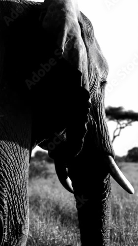 Detailed black and white close-up of an elephant's face.