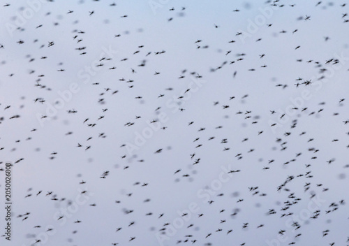 a large flock of mosquitoes flies against the sky on a warm summer evening