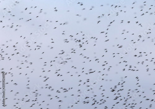 a large flock of mosquitoes flies against the sky on a warm summer evening