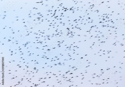large flock of mosquitoes flies against the sky on a warm summer evening