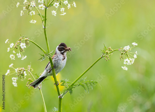 A reed bunting sits in a blooming summer meadow with its beak full of insects