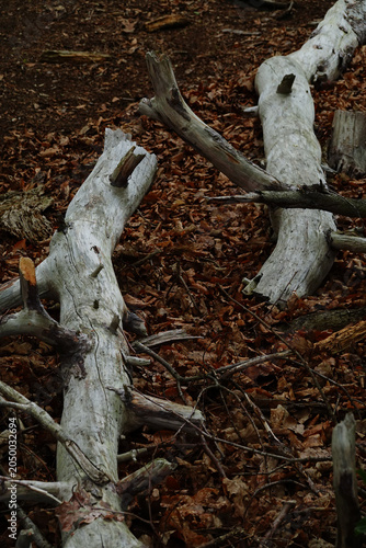 Foto Dead Fallen White Tree Trunk on Forest Floor Covered in Autumn Brown Leaves